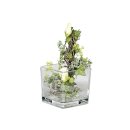 SANDRA RICH Vase Würfel Glas 14x14x14cm klar