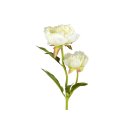 Pfingstrose mit 2 Blüten 60cm cream