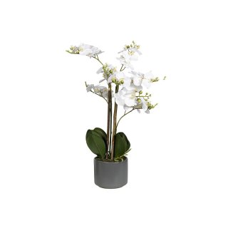 Orchidee Phalenopsis im Keramik-Topf 38cm weiß