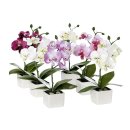Orchidee in Keramiktopf 18cm sortiert