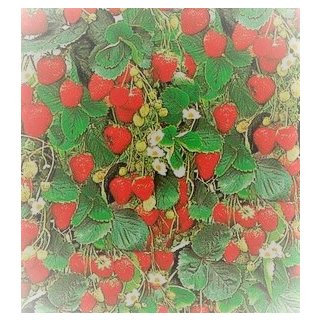 20 Samen Erdbeersamen Klettererdbeere Naschobst stark rankend