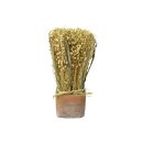 Trockenblumen Gras-Mix im Terracotta Topf 7x23cm grün