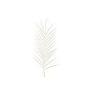Palmenblatt Schaumblume 100cm creme