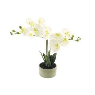 Orchidee im Topf 50cm creme
