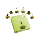 CREANO Teebox Erblüh-Tee Grüner Tee 6er Pack