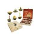 CREANO Holzbox Erblüh-Tee Weißer Tee 12er Pack